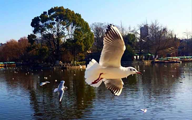 冬天去昆明哪里看海鷗？自從海鷗搬家來到昆明.jpg