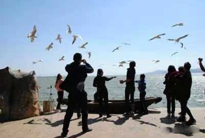冬天去昆明哪里看海鷗？海埂公園.jpg